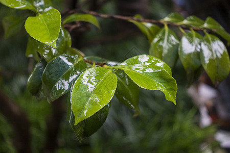 雨天雨水中被打湿的叶子背景图片