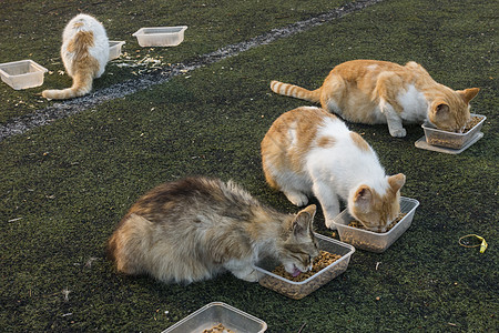 猫粮主图流浪猫在好心人的帮助下进食背景