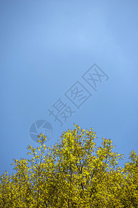 秋天好天气下的枫树枫叶图片