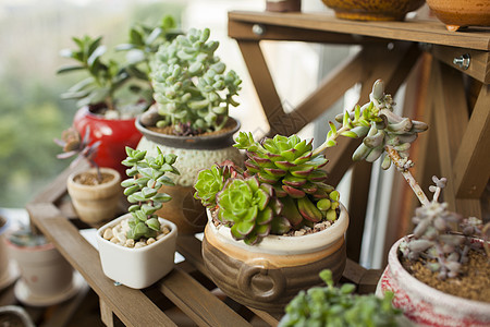 室内盆栽照片 室内盆栽背景 室内盆栽摄影图片下载 摄图网