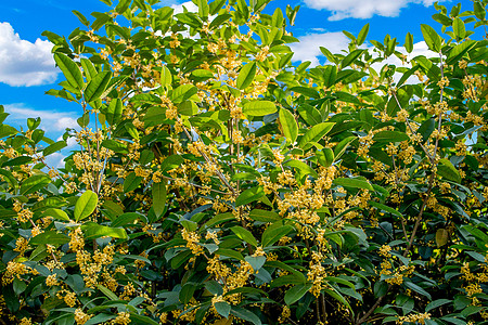 ps素材桂花桂花背景