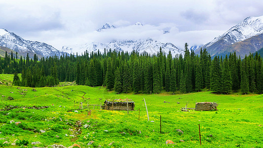 绿树林夏特古道背景