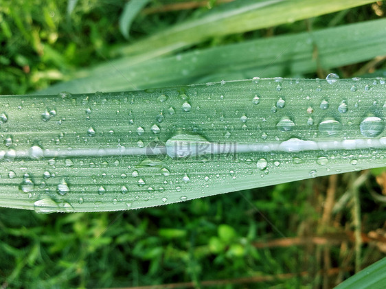 露水图片