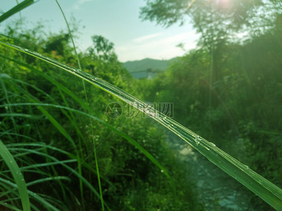 露水图片