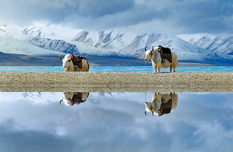 西藏雪山下的两只白牦牛倒影图片