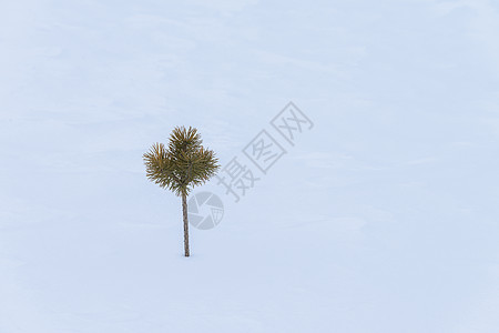白色雪地里的一棵树图片