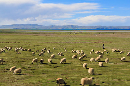 青藏高原的牧羊人背景图片