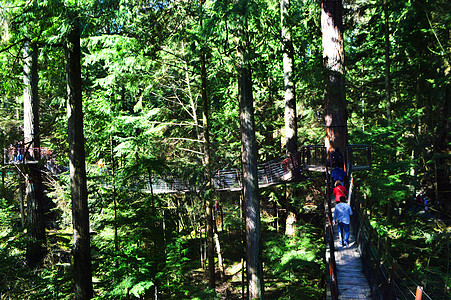加拿大皮卡拉诺吊桥公园背景图片