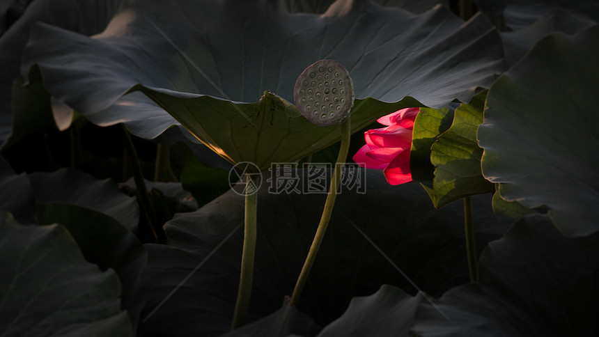 荷花图片图片