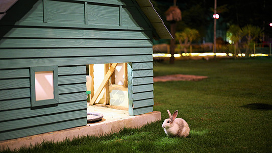 可爱兔子的小木屋图片