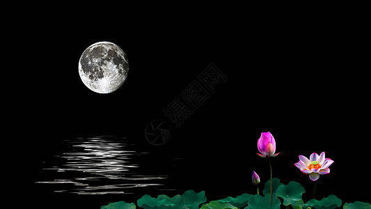 荷花池中的月亮倒影图片