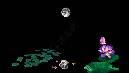 荷花和鲤鱼荷花池中的月亮倒影背景