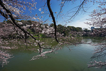 东京千鸟之渊赏樱背景