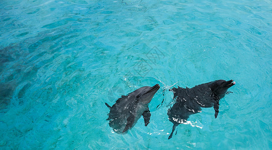 冲绳水族馆海豚背景图片