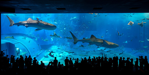 冲绳水族馆鲸鲨与人高清图片