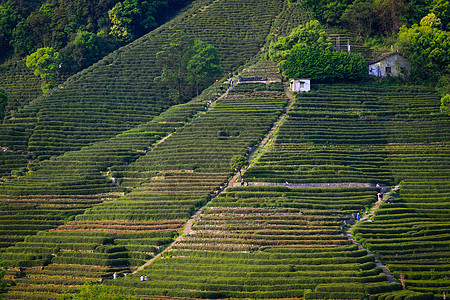 龙井茶园背景图片