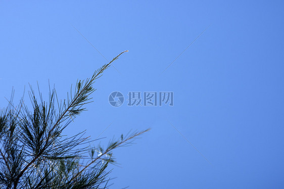 松树与天空图片