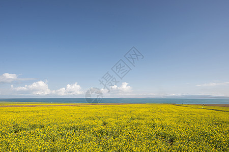 青海湖油菜花图片