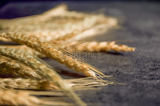 小麦背景素材图片