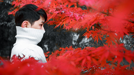 枫叶下的男孩高清图片