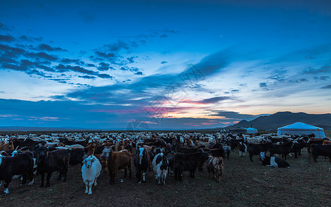 蒙古草原上的羊群图片