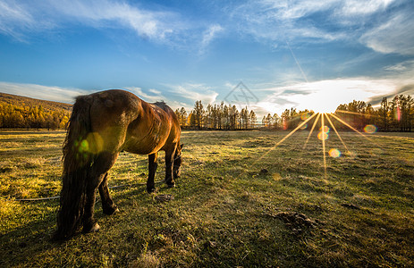 蒙古草原上的骏马背景图片