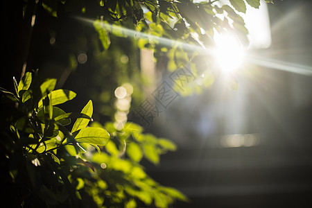 逆光树叶逆光阳光下的叶子背景