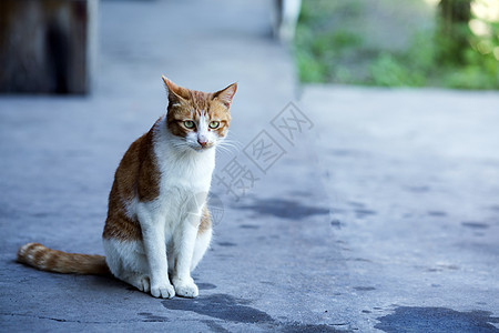 公园里的流浪猫背景图片