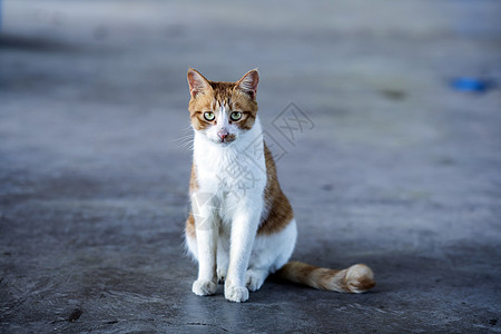 公园里的流浪猫图片