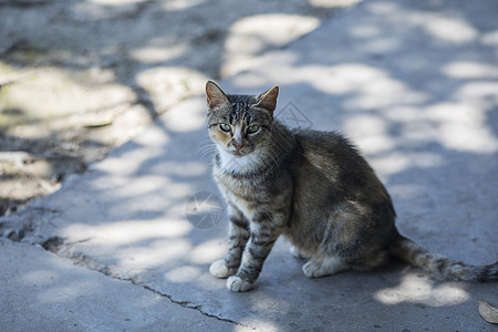 公园里的流浪猫图片