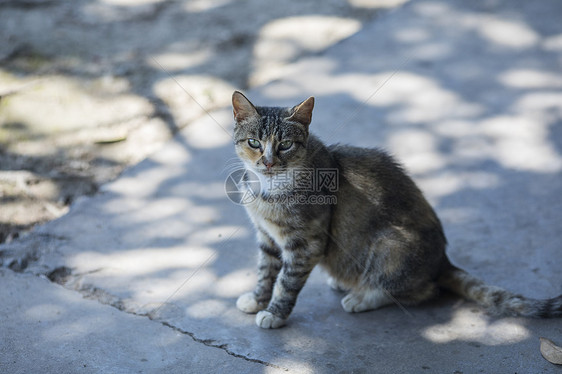 公园里的流浪猫图片