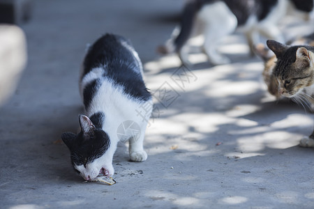 公园里的流浪猫图片