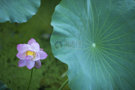 中国风荷花图片