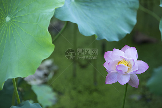 中国风荷花图片