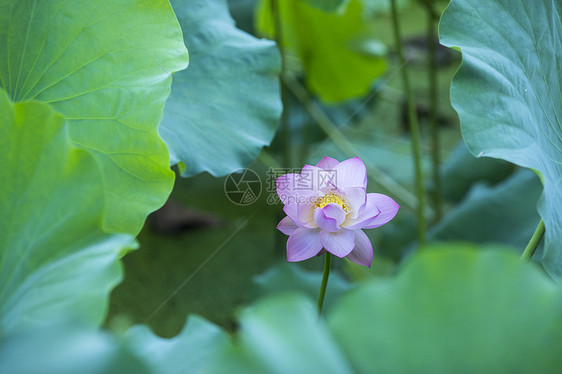 中国风荷花图片