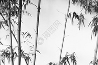 极简中国风竹子水墨素材图片