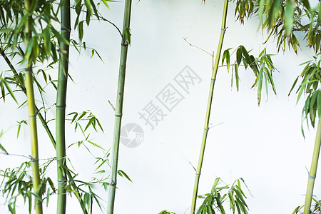 竹叶水墨极简中国风竹子水墨素材背景