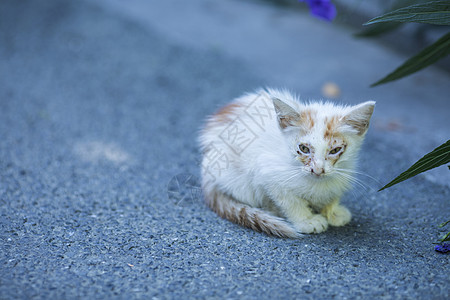 公园里的流浪小猫图片