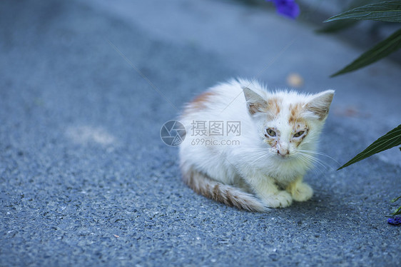 公园里的流浪小猫图片