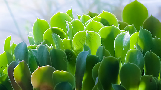 绿植室内可爱多肉植物背景素材背景