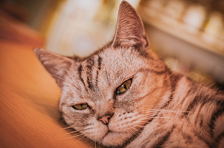 眼神坚定猫咪背景