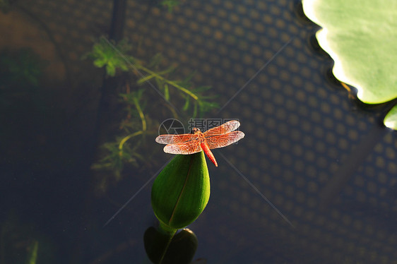 荷叶上的蜻蜓图片