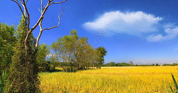 回归自然田园秋色背景