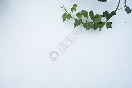 白墙极简绿叶素材图片