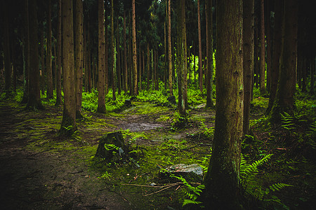 原始森林素材森林背景