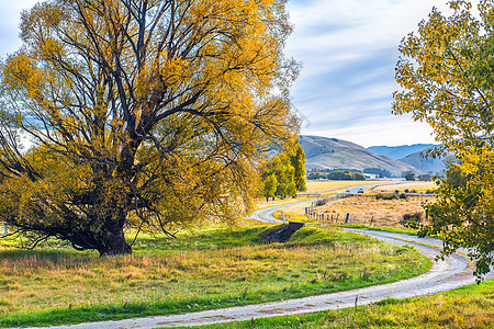 秋天的大树与道路背景图片