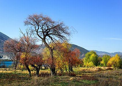 云南洱海边造型漂亮的树背景图片