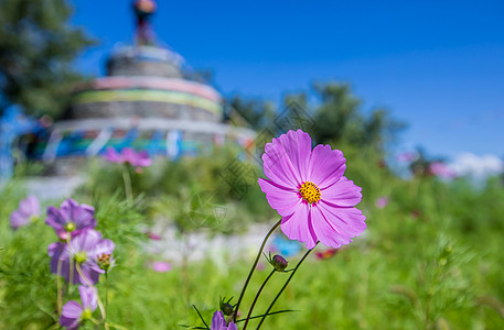 花图片