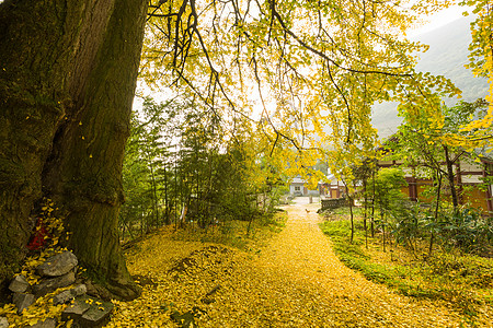 秋天金黄的千年银杏高清图片