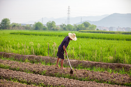 农田丰收劳作的农民背景